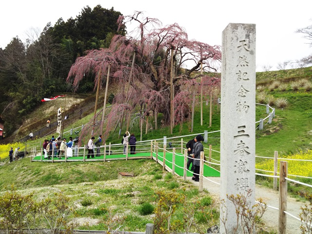 170415三春滝桜.JPG